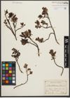 Foto von Salix waldsteiniana Willd.